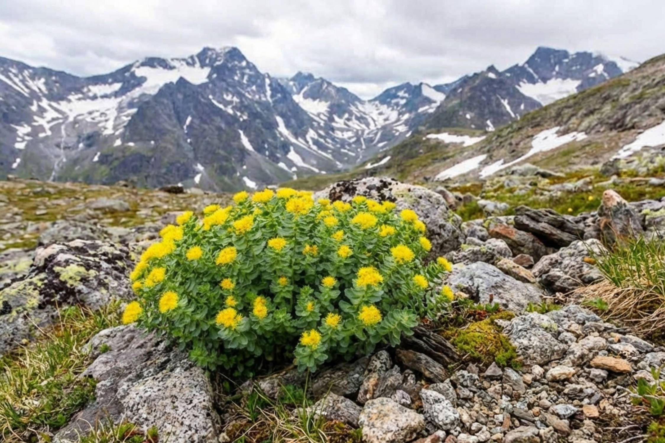 Rhodiola Rosea per energia mentale: la radice d'oro contro stanchezza e burnout