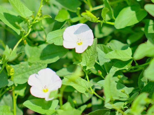 Bacopa Monnieri: il potenziatore naturale della memoria e della concentrazione