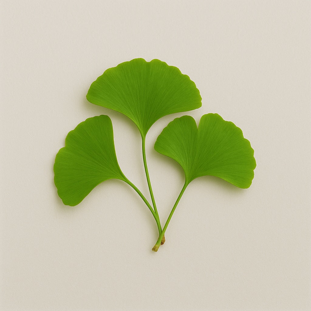 Ginkgo Biloba