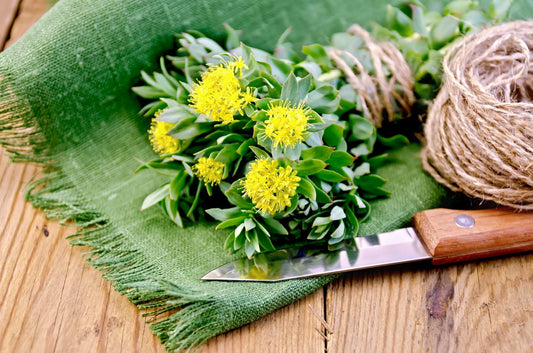 Rhodiola Rosea: il miglior alleato naturale per resistenza mentale e concentrazione
