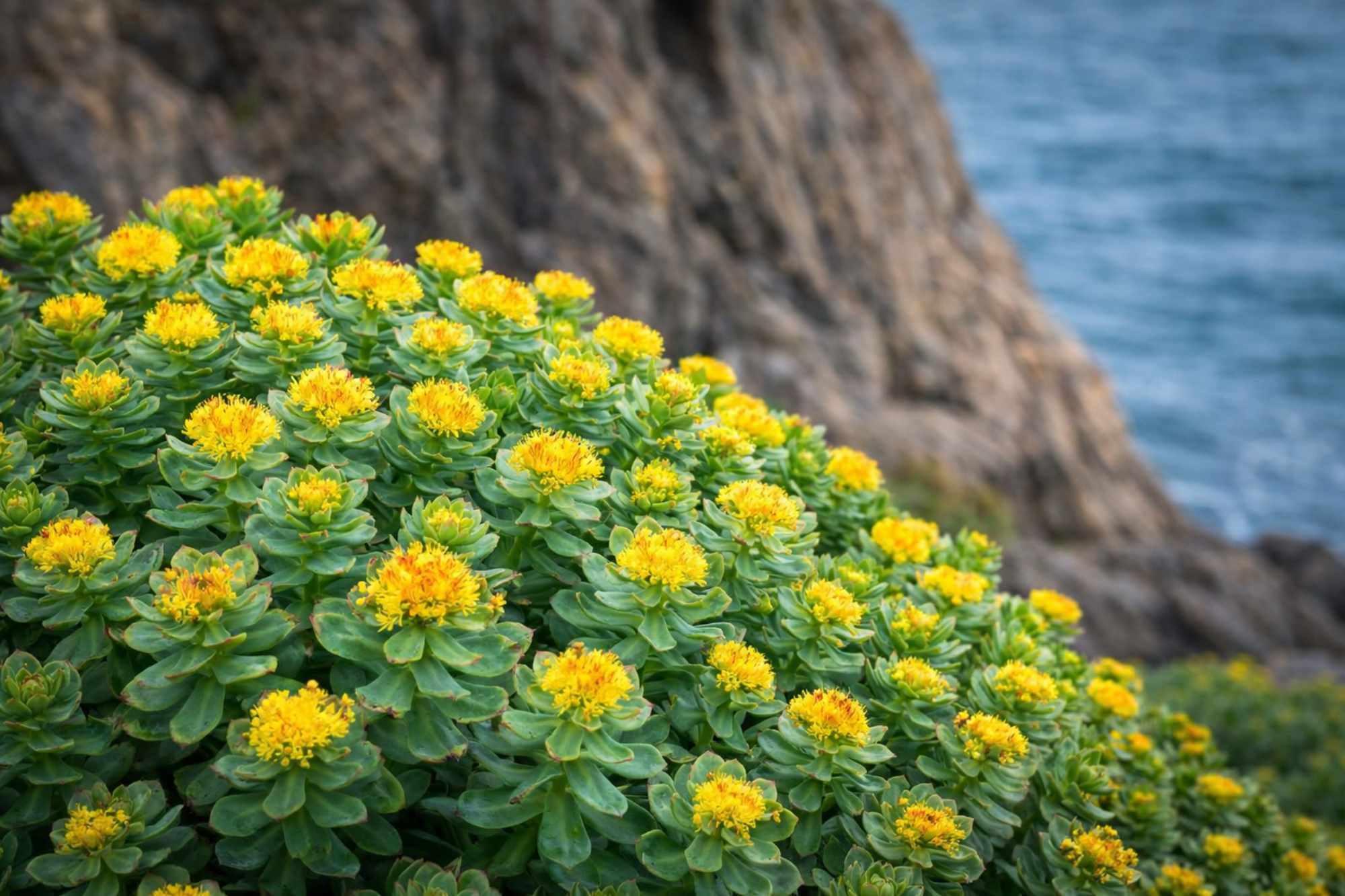 Rhodiola Rosea: Dosaggio, Quando Prenderla e Cosa Aspettarsi