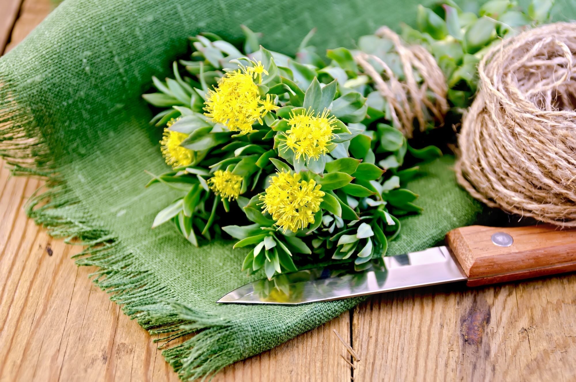 Rhodiola Rosea: il miglior alleato naturale per resistenza mentale e concentrazione